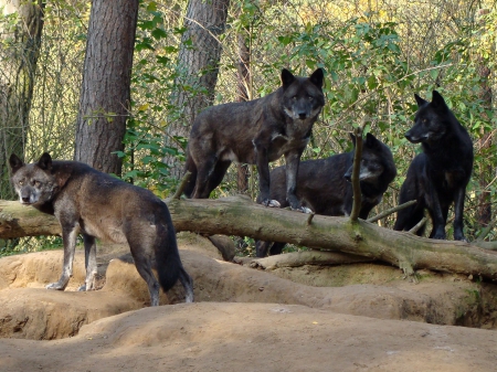 Black Forest Wolves from Web