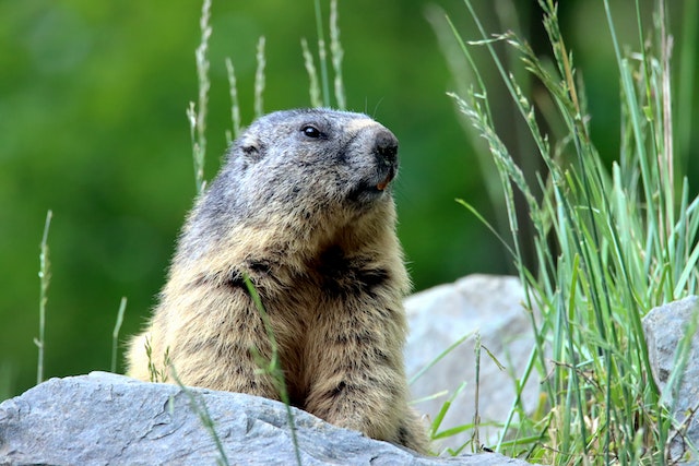 Punxsutawney Phil is one of the most famous animals in the US