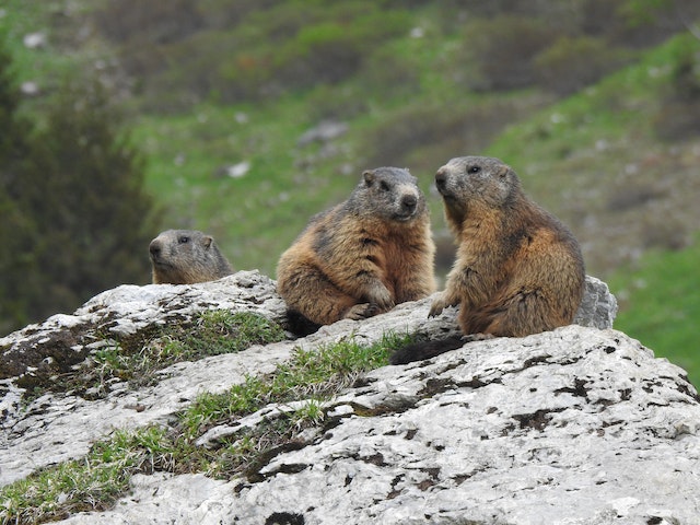 Serbia and Croatia celebrate their own versions of Groundhog Day